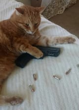 cat-with-gat