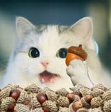 niggercat acorns