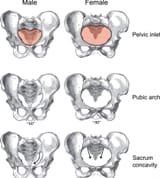 pelvis