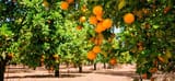 Valencia-Food-Orange-Tree-Field