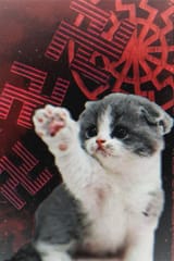 heil-kitler-kitten
