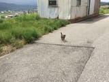 kitty-in-butte-montana