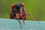 G3G5_240412_bug_eyed