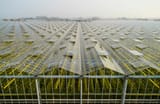 greenhouse-in-the-westland-area-part-of-netherlands-with-large-concentration-of-greenhouses-elevated-view-maasdijk-zuid-holland-netherlands-CUF51603
