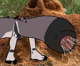 anteater