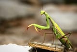 prayingmantisesinflorida2-505831935