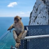 monke
