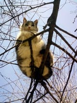 kot tree