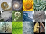 Golden Ratio