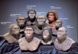 monkeys