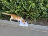 IMG_20250709_154620_732