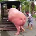 White BVLL tourist arriving in Asia_thumb.jpg