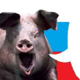 pig