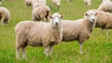 Sheep+website+header+(Facebook+Cover)