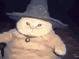 cat-wizard