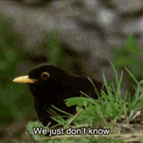 bird-dont-know