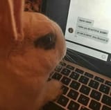 millium-henlo-rabbit-existing-meme-plus-drawing-overlay-v0-hdmzlsvt17bc1