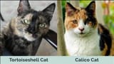 tortie-vs-calico