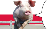 Polish pig