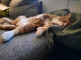 COMFYRELAXEDKOT10