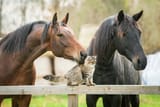 I like horse kot ofcourse kot