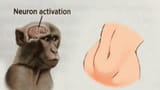 flat-tummy-neuron-activated-monkey