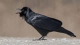 fish crow