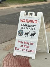lemme_pet_it