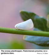 Flatormensis_proxima_adult