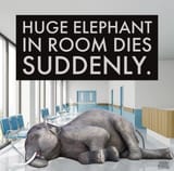 elephant in room suddenly dies_m