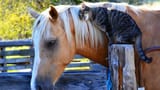 HORSEKOT07