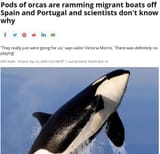orcachads