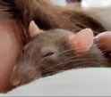 dasbrappenmaus_thumb.jpg
