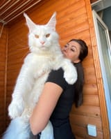 Monster.cat.1643232097413