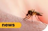 s300_WNV_mosquito_news