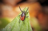 tick