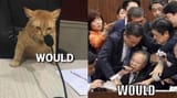 would