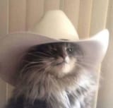 meowdy