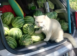 WATERMELONIGGERKOT03