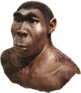homo_erectus2