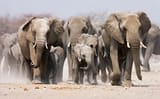 collective-noun-for-elephants