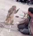 monkey knife_thumb.jpg
