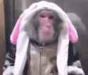 monkey-funny.gif_thumb.jpg