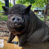 Piggins-and-Banks-Onyx-mud-pit