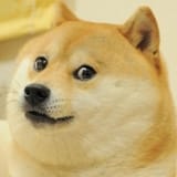 Doge (2)