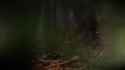 bigfoot tree_thumb.jpg