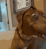 dog-surprised