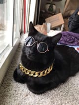 pimp.cat