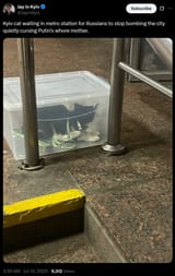jay in keev cat in a box