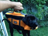 outward_hound